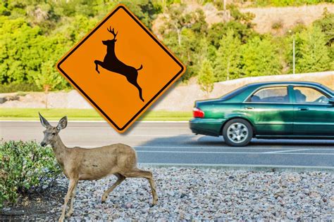 Counties with the Most Car v. Deer Accidents in Michigan