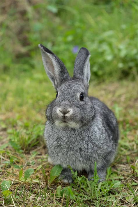 Chinchilla rabbit Ultimate Breed guide