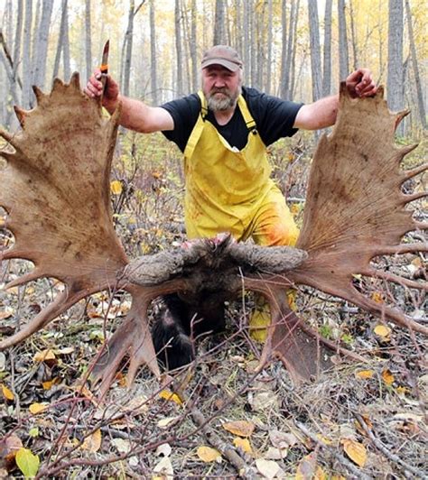 Huge Moose Rack