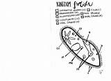 Protist Worksheet Coloring Pages sketch template