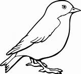 Print Robin Bird coloring Page  Download Or Color Online For Free sketch template