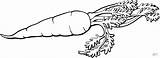 Carrot 2 coloring Page  Free Printable Coloring Pages sketch template