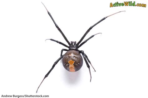 Redback Spider Facts For Kids & Adults: Pictures, Information & Video