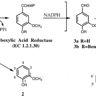 (PDF) Biocatalytic Synthesis of Vanillin