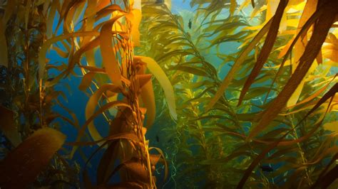 Download Astonishing Underwater Seaweed Kelp Plantation Wallpaper | Wallpapers.com