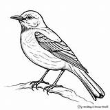 Mockingbird Coloring Pages  Free & Printable sketch template