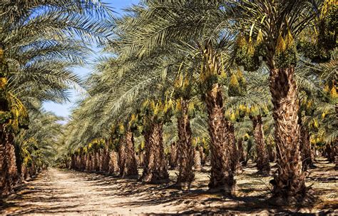 How Many Dates Does a Date Palm Produce - date exporter / wholesale