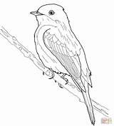 Eastern Goldfinch Coloring Page Sketch sketch template