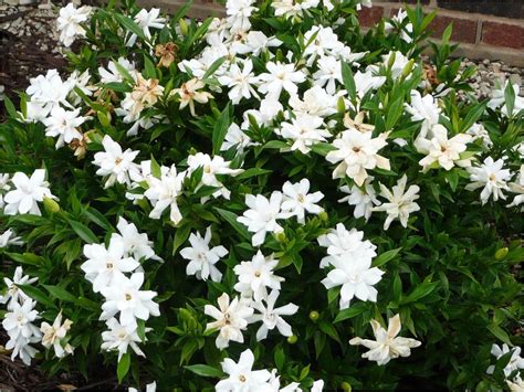 Sementes Jasmin Do Cabo Gardenia Jasminoides Flor P/ Mudas - R$ 12,50 em Mercado Livre