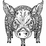 Cow And Pig Coloring Page Pages sketch template