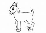 Desenhos de Cabra Para Colorir Imprimir E Pintar  Coloringlib sketch template
