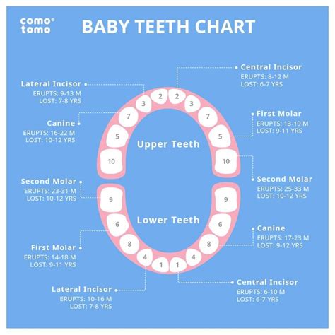 Order Of Losing Baby Teeth Chart