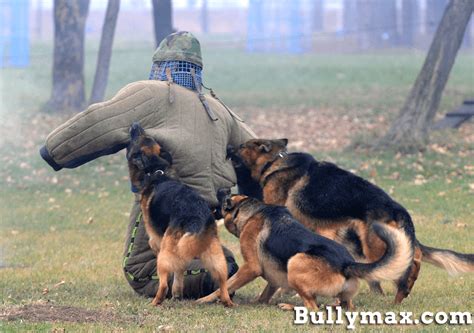 German Shepherd Police Dog Attack images