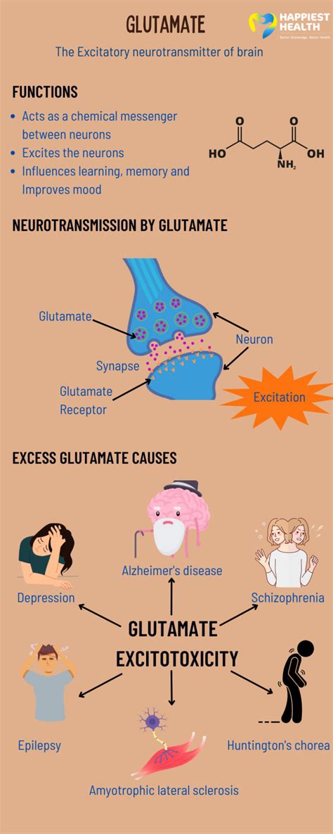 Glutamate: excitatory neurotransmitter of brain | Happiest Health