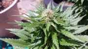 Aussie Outdoor with 80w CFL - Grow Journals - Growery Message Board