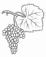 Grapes Coloring Pages  Best For Kids Fruit coloring sketch template