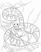Dangerous Rattlesnake Coloring page  Free Printable Pages sketch template