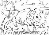 Patty The Opossum Coloring Page  Veterinary Medicine At Illinois sketch template