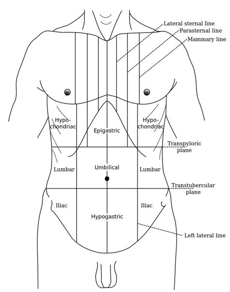 Epigastrium - Wikipedia | Medical anatomy, Medical student study ...