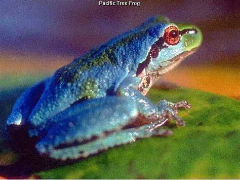 A Pacific Tree Frog showing reddish temporary colors | nosleepingdogs