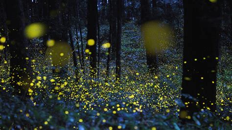 Fireflies at forest HD wallpaper | Wallpaper Flare