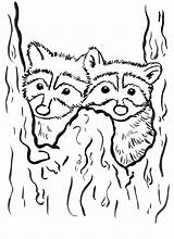 Raccoon Head Coloring Pages sketch template