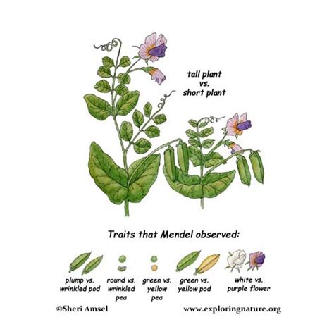 Gregor Mendel's Genetics Discoveries with Peas