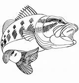 Crappie Fish Coloring Page Pages sketch template
