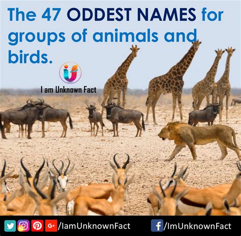 The 47 oddest names for groups of animals and birds