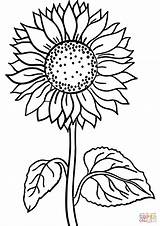 Sunflower coloring Page  Free Printable Coloring Pages sketch template