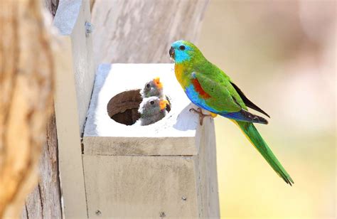 Turquoise parrot - Neophema pulchella Parrotlet - Bird Baron