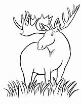 Moose Coloring Pages For Kids  Home sketch template