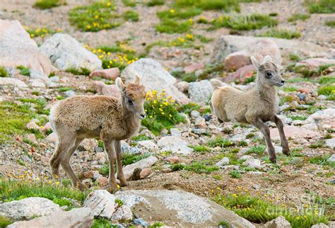 Baby Bighorn Sheep at Play Photograph by Steven Krull - Fine Art America