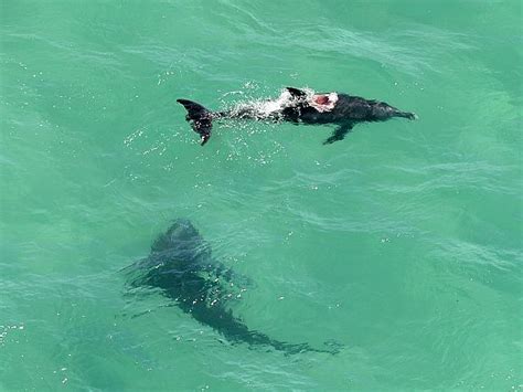 Two Monster Sharks Are Eating Dolphins And Closing Australian Beaches