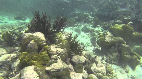 Free Diving Los Roques Venezuela HD GO PRO - YouTube