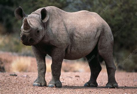 Black rhinoceros calf - Stock Image - Z945/0010 - Science Photo Library