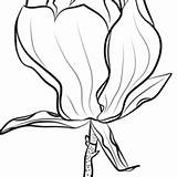 Magnolia Coloring Pages Printable For Free Download sketch template