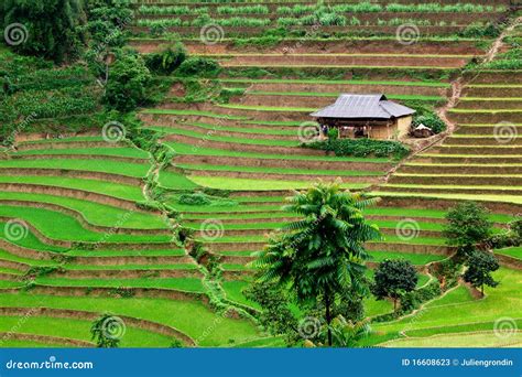 Vietnam Rice Paddy Field Stock Photos - Image: 16608623