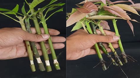 How to propagate mangoes from cutting in the sand, planting mango trees ...