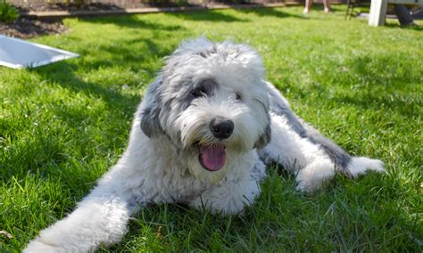 Guide to Poodle Mixes | NutriSource Pet Foods