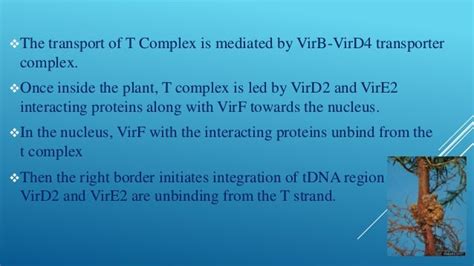 Mechanism of T-DNA to transfer genes into plants