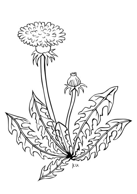 Coloring Page dandelion - free printable coloring pages - Img 21739