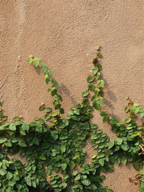 Creeping Fig Growing On Walls: Attaching Creeping Fig To A Wall ...