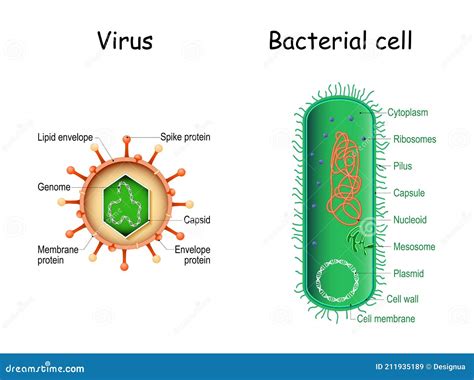 Virus and Bacteria. Bacterial Cell Anatomy and Virion Structure Stock Vector - Illustration of ...