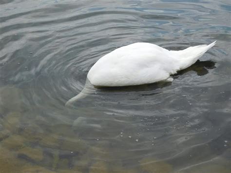 What Do Swans Eat? (And What Not to Feed Them?) | Bird Fact