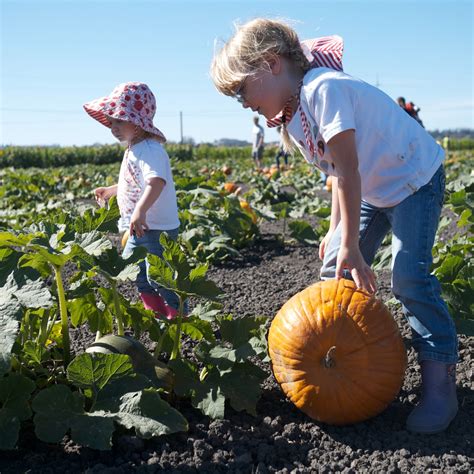 Rolling pumpkins is easier than carrying them when you're little