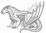 Dragon Coloring Pages For Adults  Best Kids sketch template
