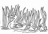 Colours Drawing Wallpaper  Duck Coloring Pages For Kids 984x716 sketch template
