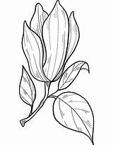 Magnolia Coloring Pages Printable For Free Download sketch template