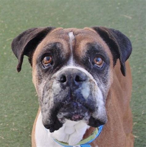 Senior Boxer Dog Available for Adoption in Las Vegas